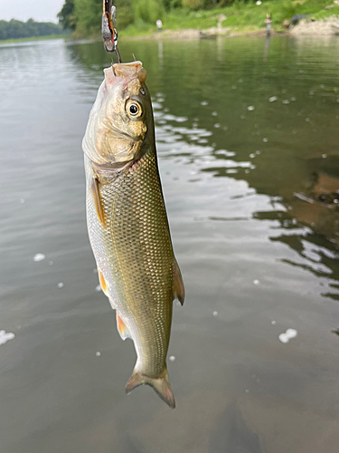 ウグイの釣果