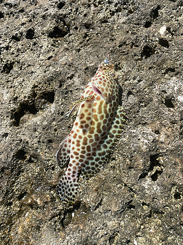 イシミーバイの釣果