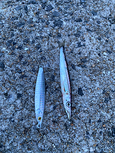 アカカマスの釣果