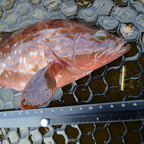 キジハタの釣果