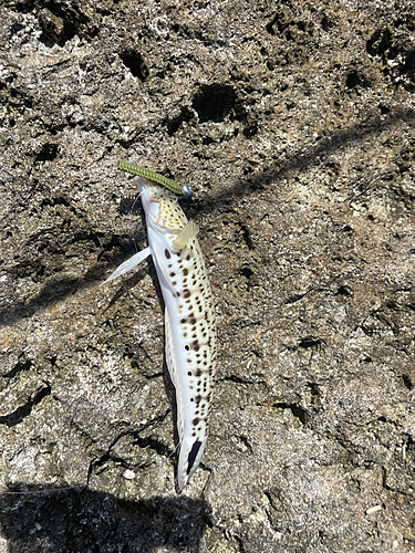 オグロトラギスの釣果