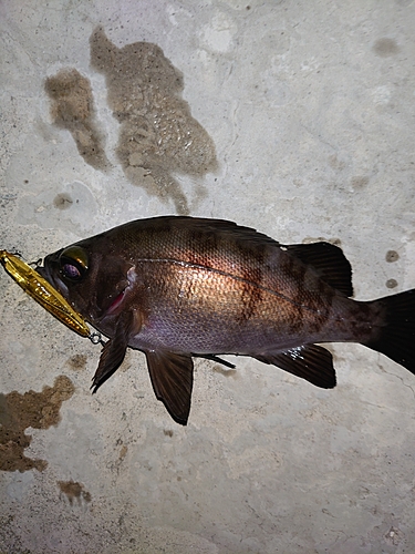 メバルの釣果