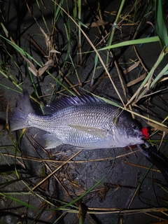 キビレの釣果