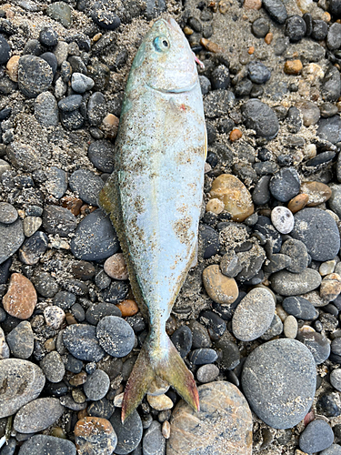 ワカシの釣果