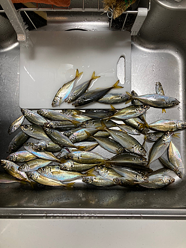 アジの釣果