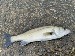 セイゴ（マルスズキ）の釣果