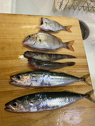 サバの釣果