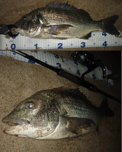 チヌの釣果