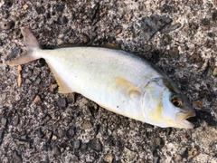 ショゴの釣果