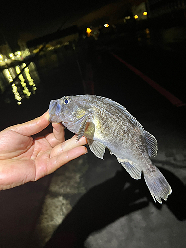 ソイの釣果