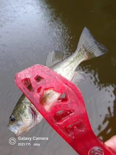 ラージマウスバスの釣果