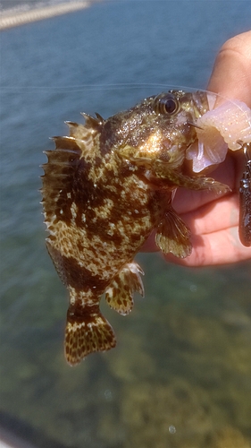 タケノコメバルの釣果