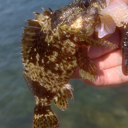 タケノコメバル