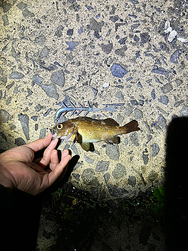 エゾメバルの釣果