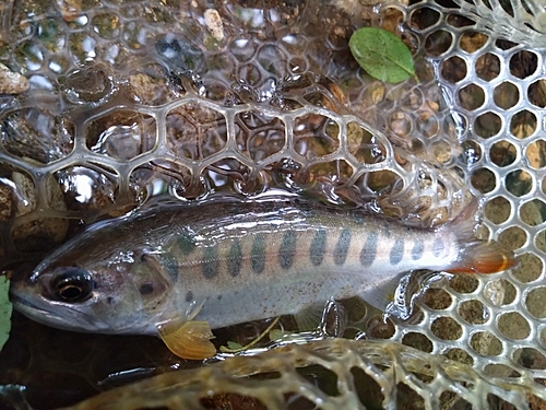 ヤマメの釣果