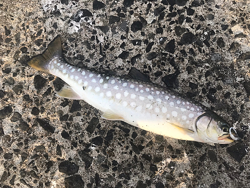 アメマスの釣果