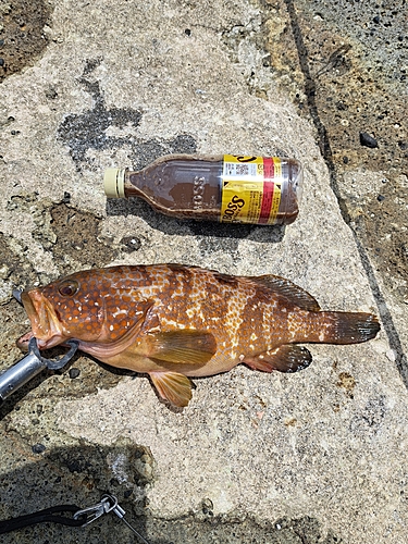 アコウの釣果