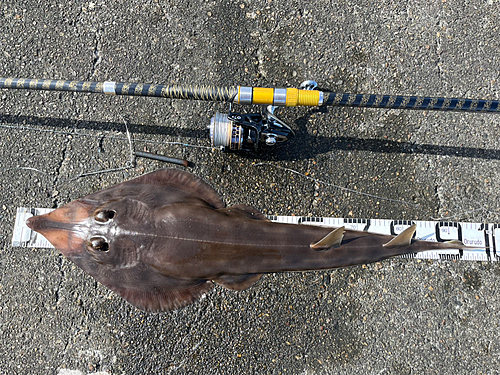 サカタザメの釣果