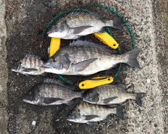 チヌの釣果