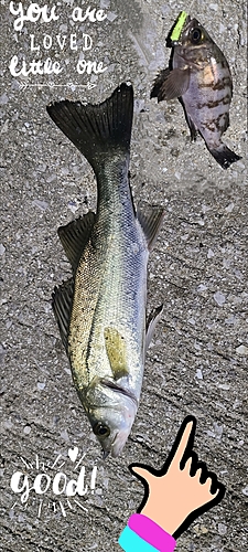 シーバスの釣果