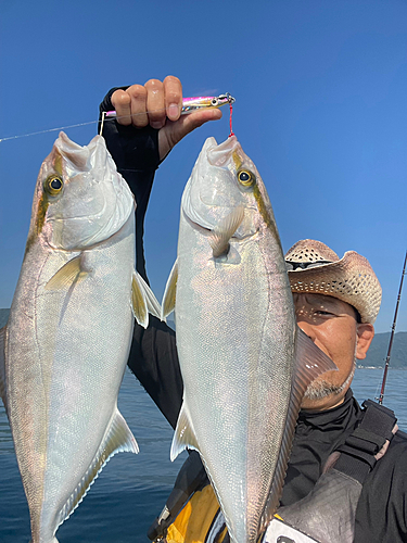 カンパチの釣果