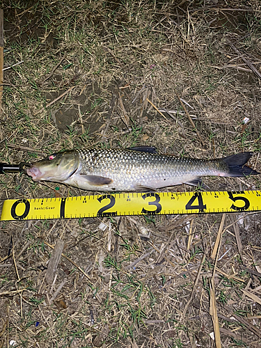 ニゴイの釣果