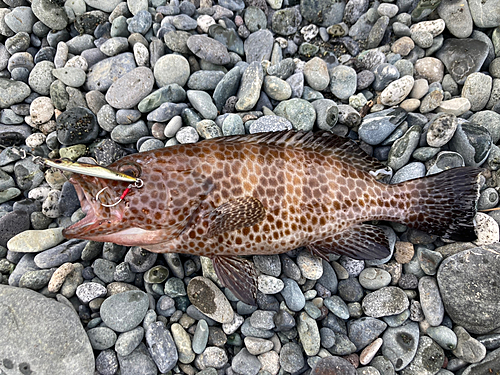 オオモンハタの釣果