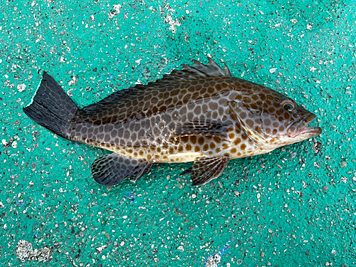 グレの釣果