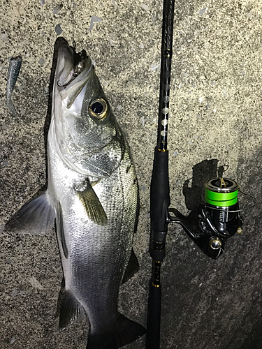 ヒラスズキの釣果