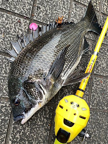 クロダイの釣果