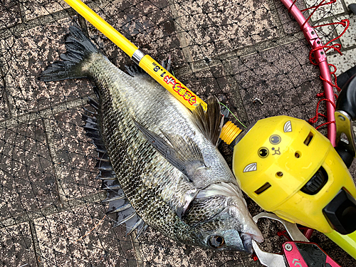 クロダイの釣果