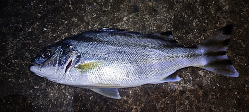 クワガナーの釣果