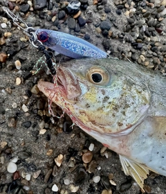 ショゴの釣果