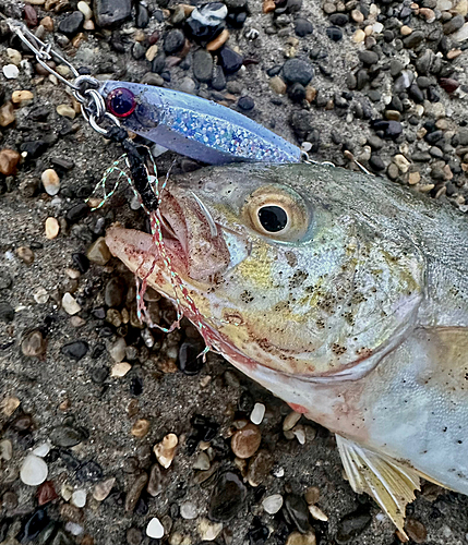 ショゴの釣果