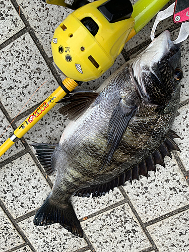 クロダイの釣果