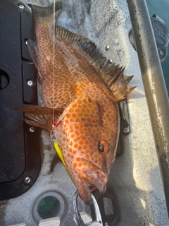 オオモンハタの釣果