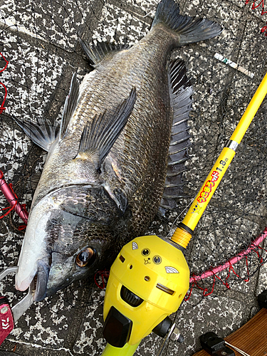 クロダイの釣果