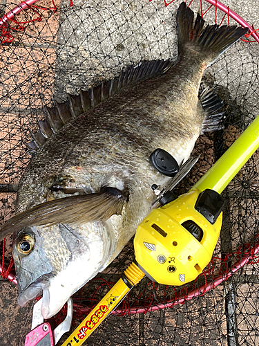 クロダイの釣果