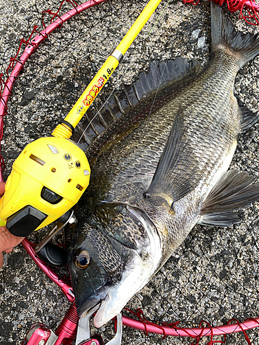 クロダイの釣果