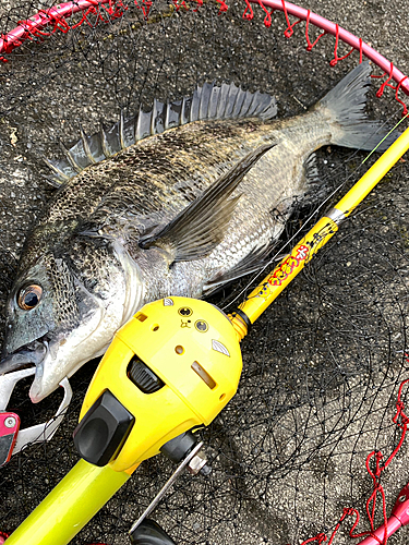 クロダイの釣果