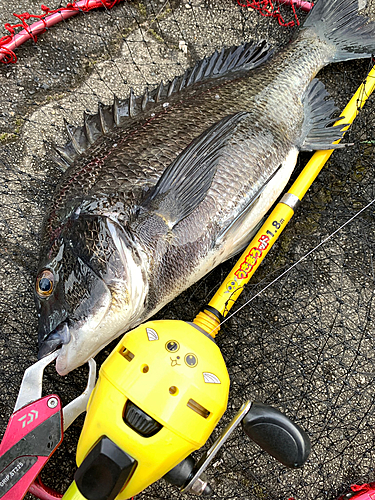 クロダイの釣果