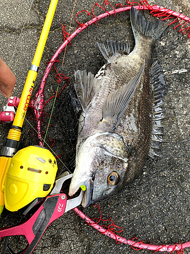 クロダイの釣果