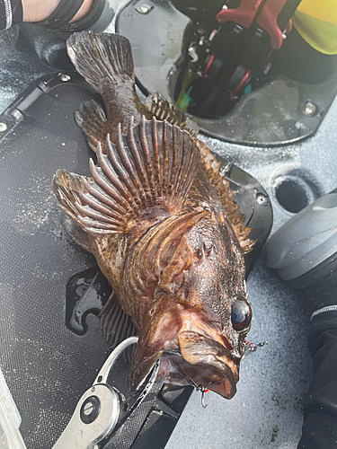 ムラソイの釣果