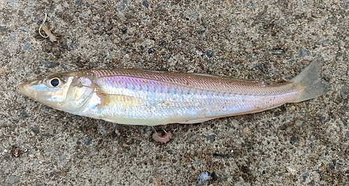 シロギスの釣果