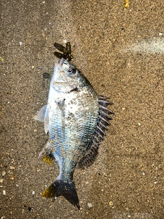 キビレの釣果