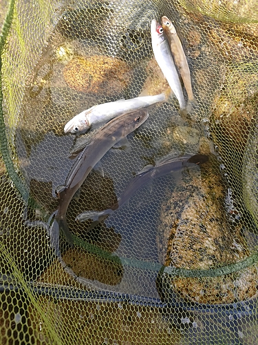 アユの釣果