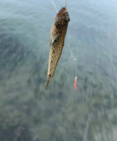 ハゼの釣果