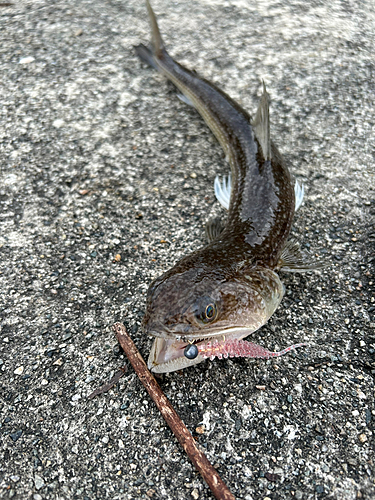 エソの釣果