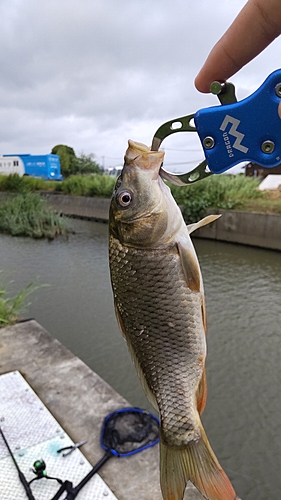 コイの釣果