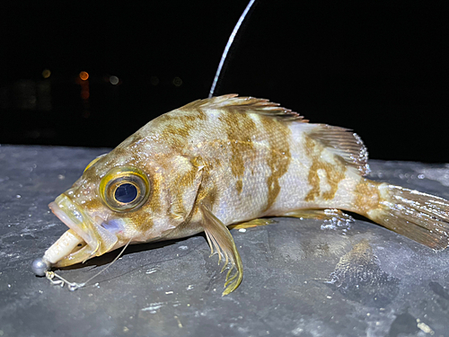 メバルの釣果